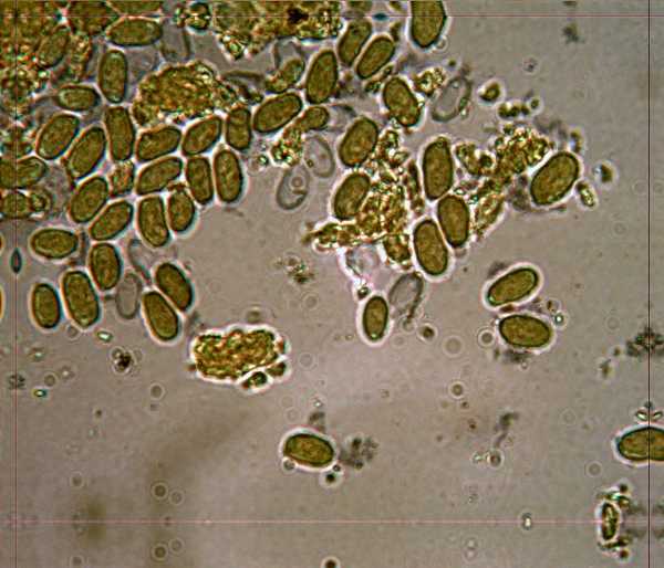 Gloeocystidiellum karstenii? (Laxitextum bicolor)